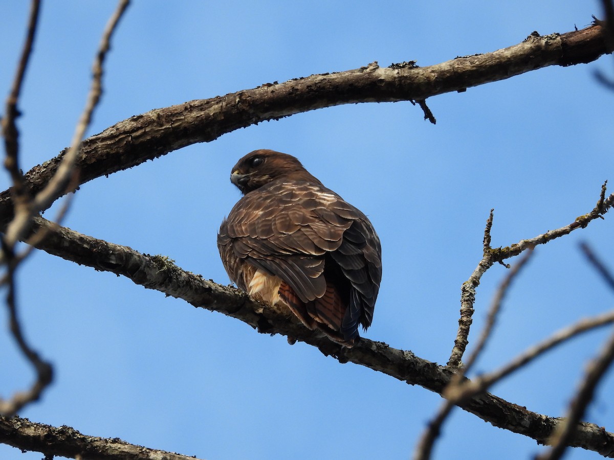 Red-tailed Hawk - ML647543617