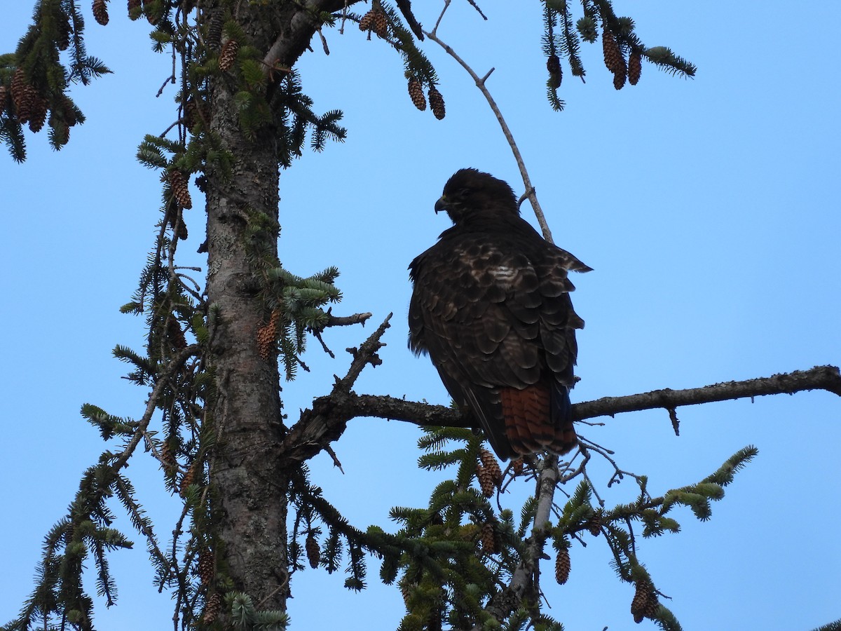 Red-tailed Hawk - ML647543618