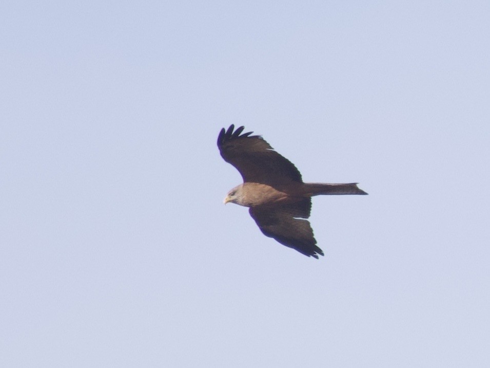 Black Kite (Yellow-billed) - ML647543619