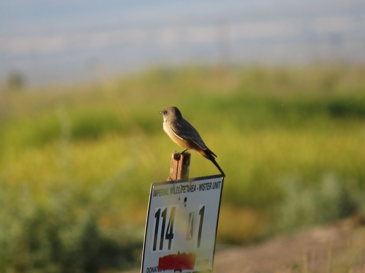 Say's Phoebe - ML647543620