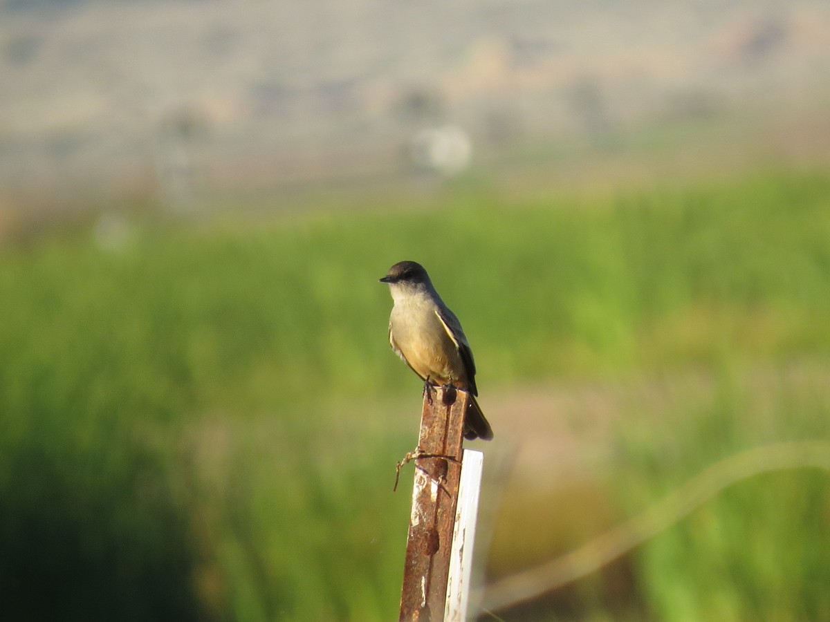 Say's Phoebe - ML647543621