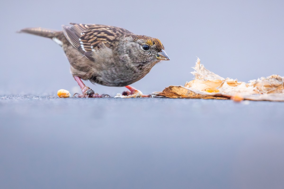 Golden-crowned Sparrow - ML647543622