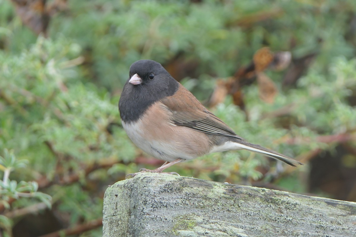 Dark-eyed Junco - ML647543623