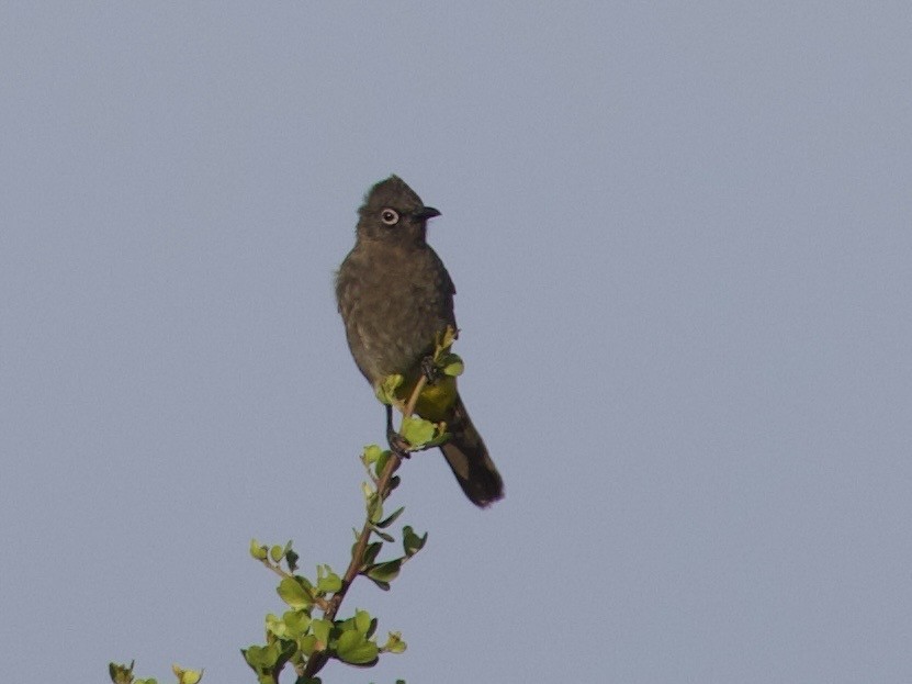 Cape Bulbul - ML647543624