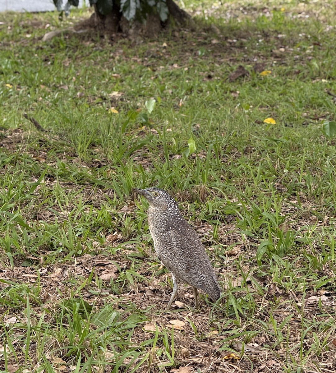 Malayan Night Heron - ML647543625