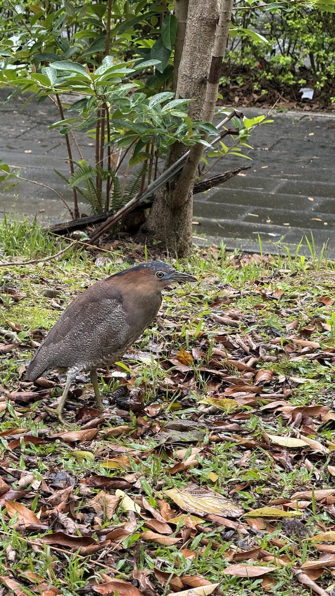 Malayan Night Heron - ML647543626
