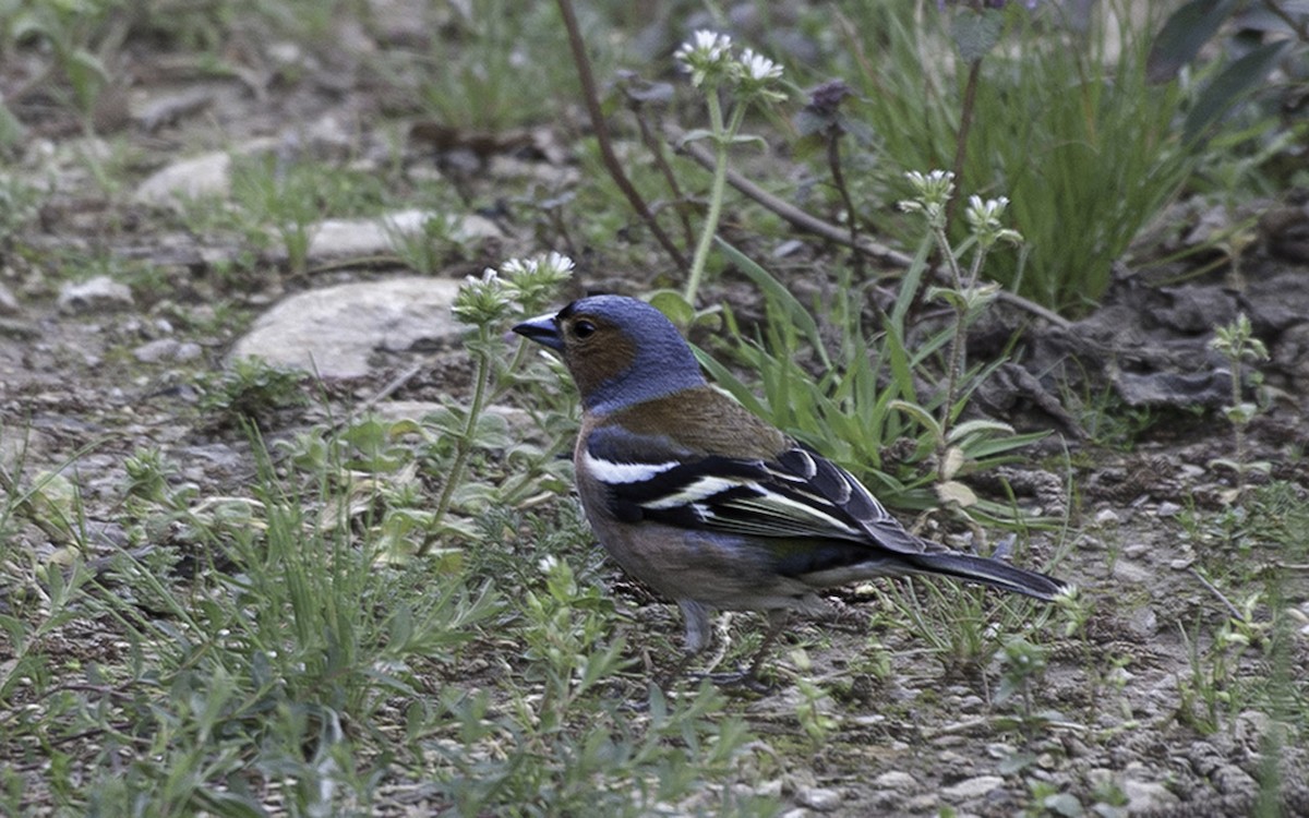 Common Chaffinch - ML647543628