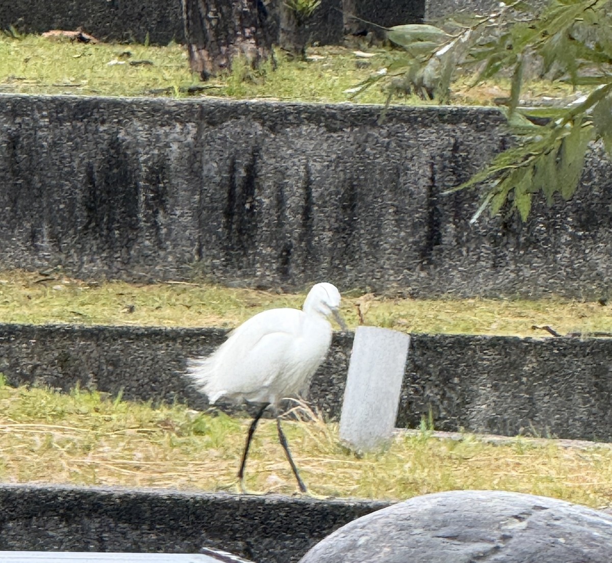 Little Egret - ML647543631