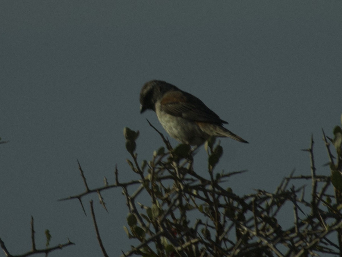 Cape Sparrow - ML647543632