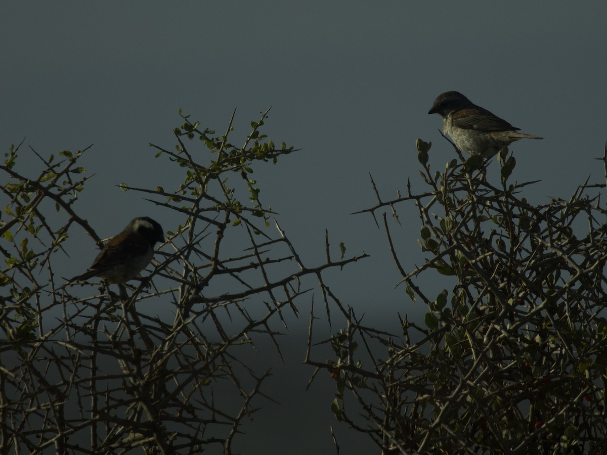 Cape Sparrow - ML647543633