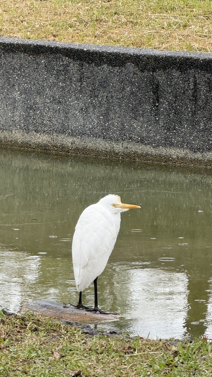 Eastern Cattle-Egret - ML647543635