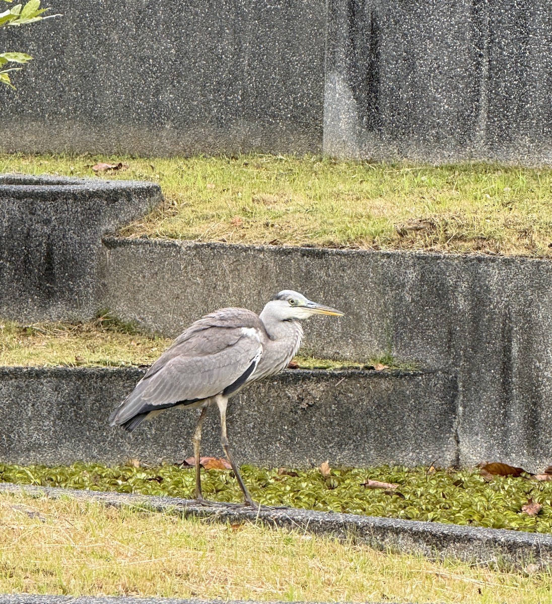 Gray Heron - ML647543637