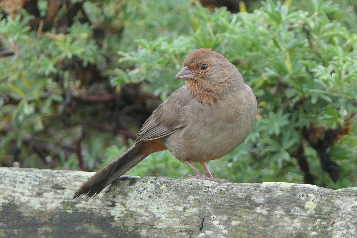 California Towhee - ML647543639