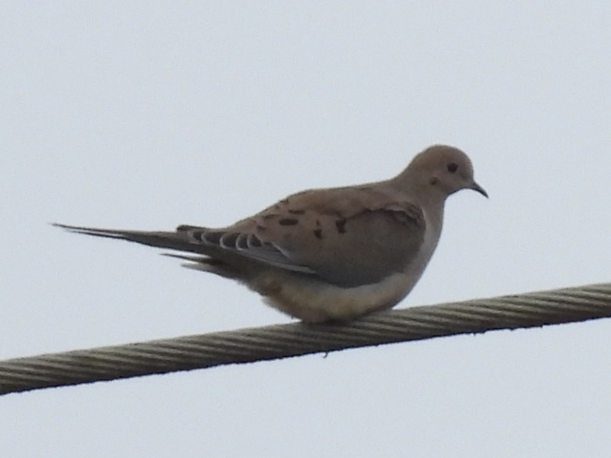 Mourning Dove - ML647543650
