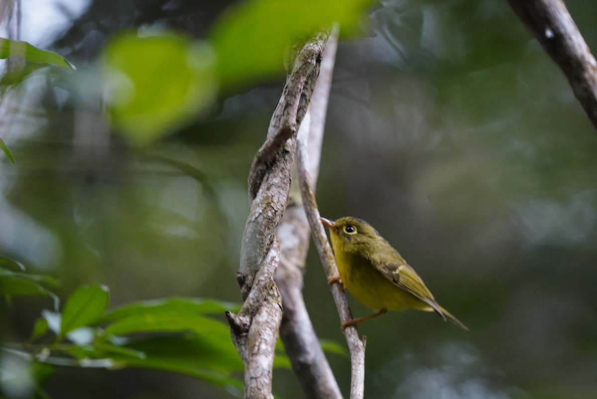 White-spectacled Warbler - ML647543659