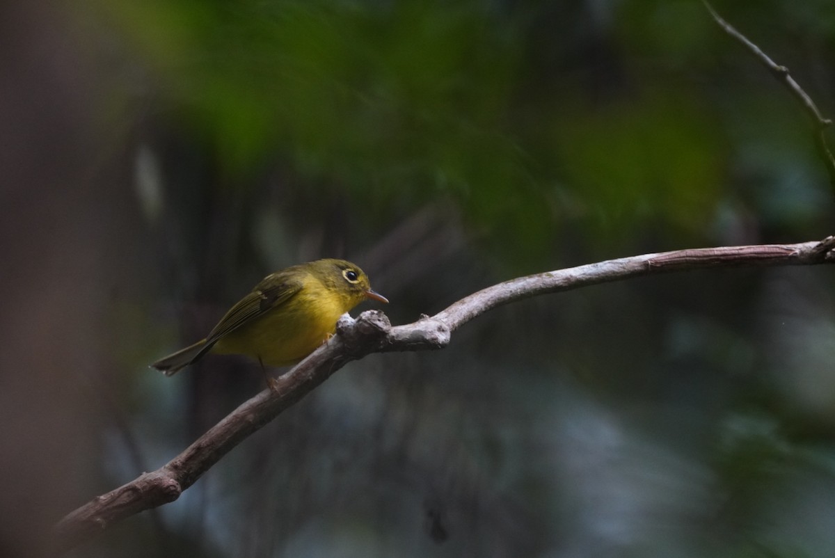 White-spectacled Warbler - ML647543660