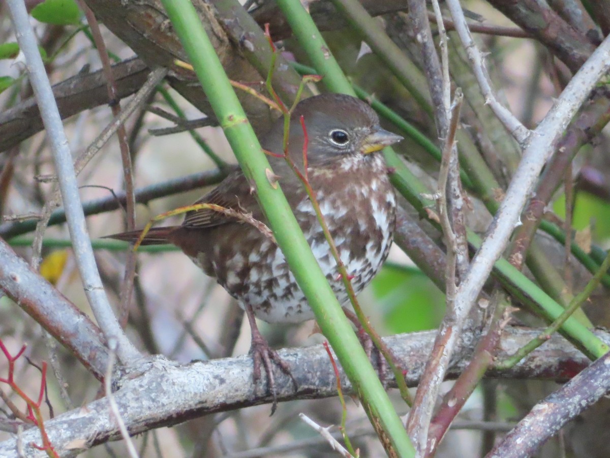 Fox Sparrow - ML647543662