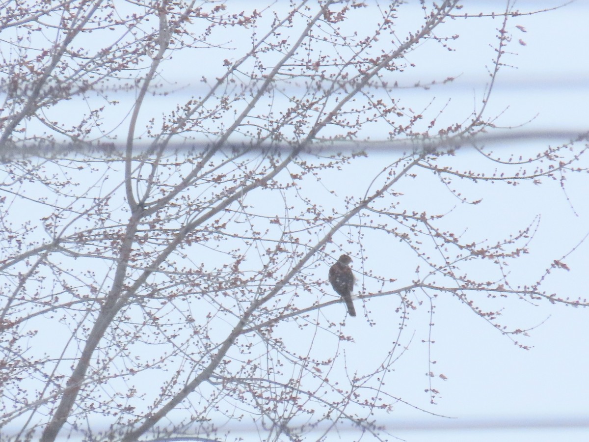 Cooper's Hawk - ML647543683