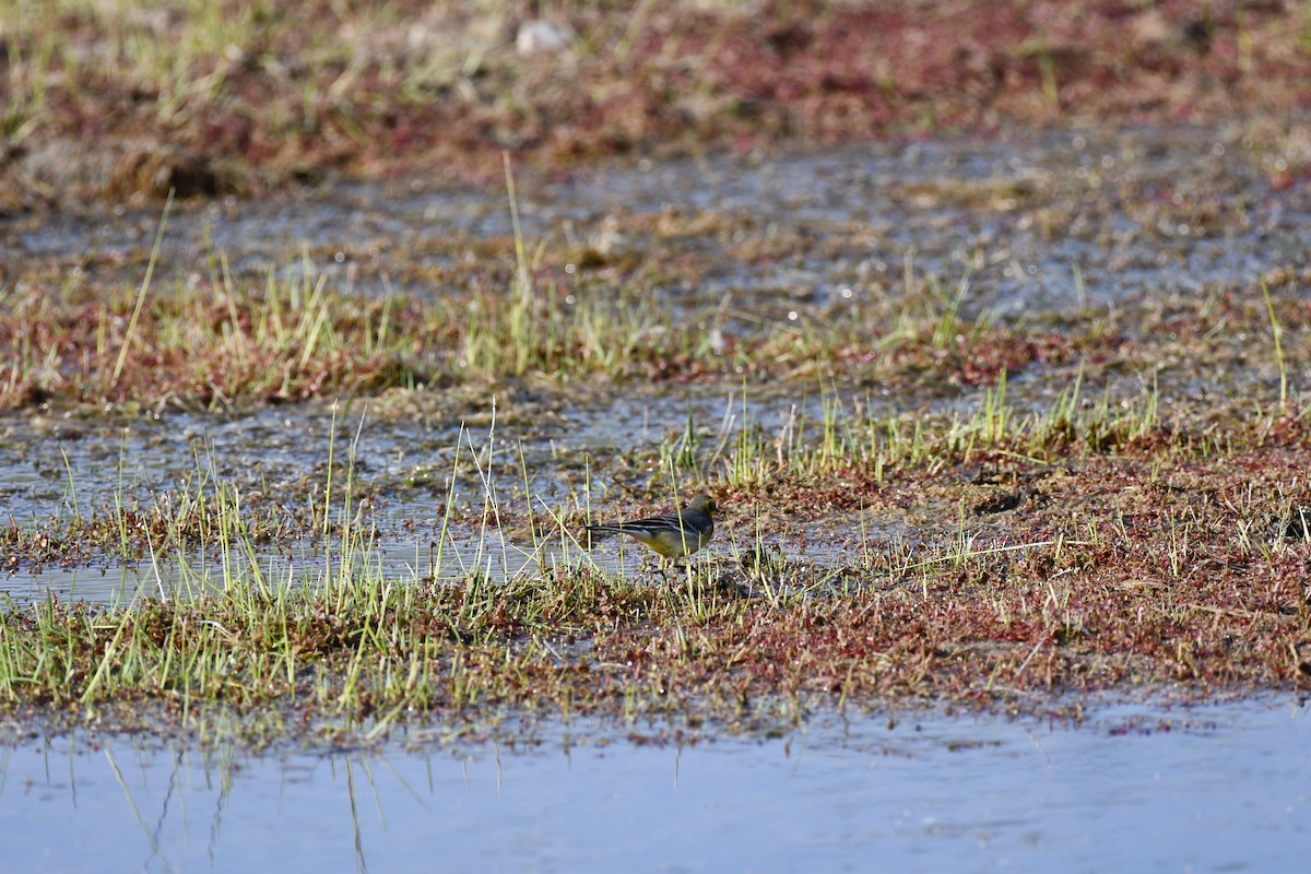 Zitronenstelze - ML647543704