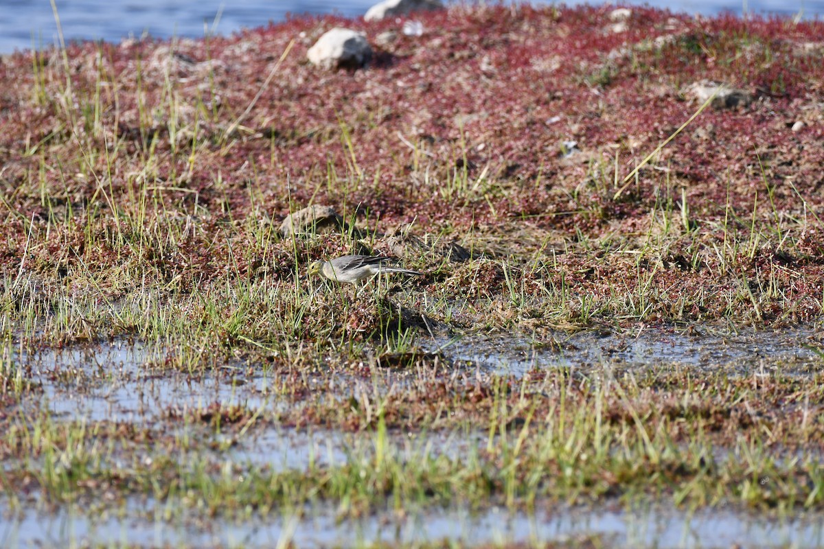 נחליאלי לימוני - ML647543705