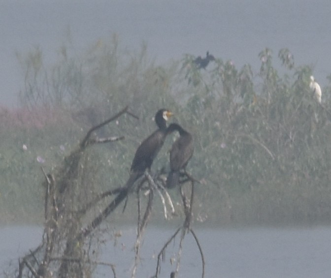 Great Cormorant - ML647543707