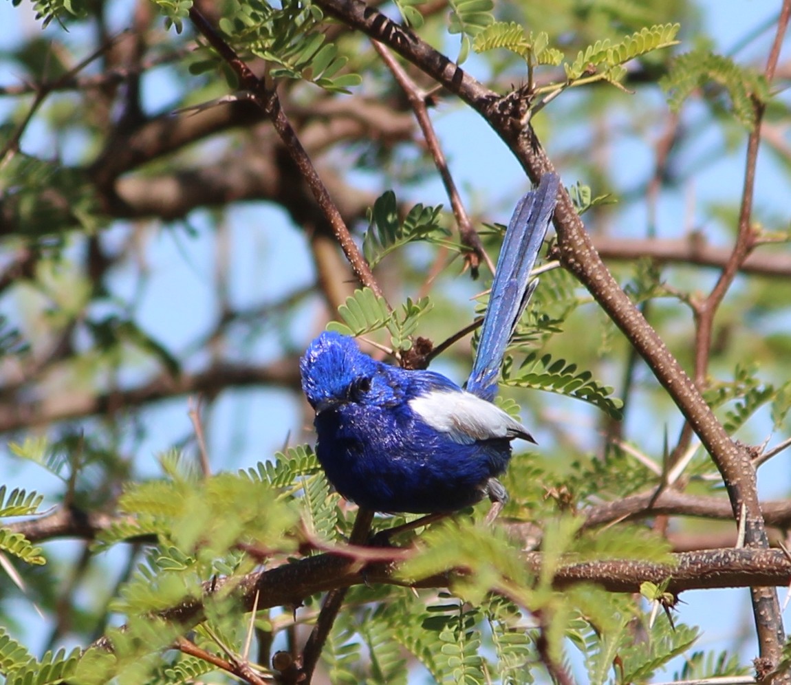 White-winged Fairywren - ML647543745