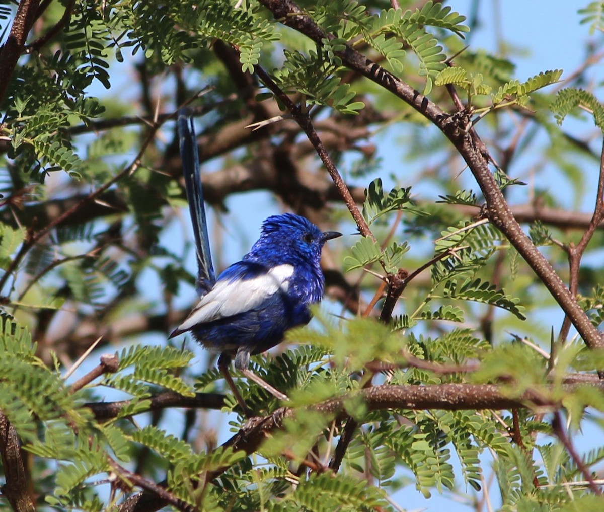 White-winged Fairywren - ML647543750