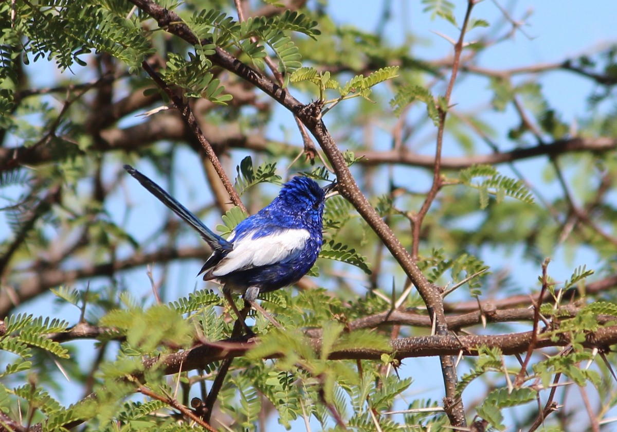 White-winged Fairywren - ML647543751