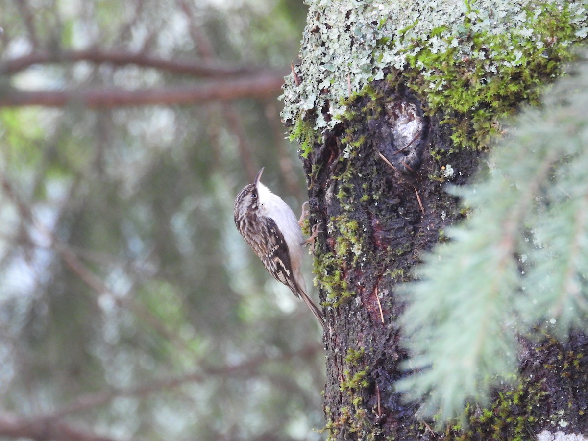 Brown Creeper - ML647543753
