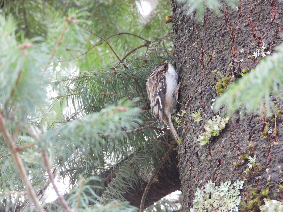 Brown Creeper - ML647543754
