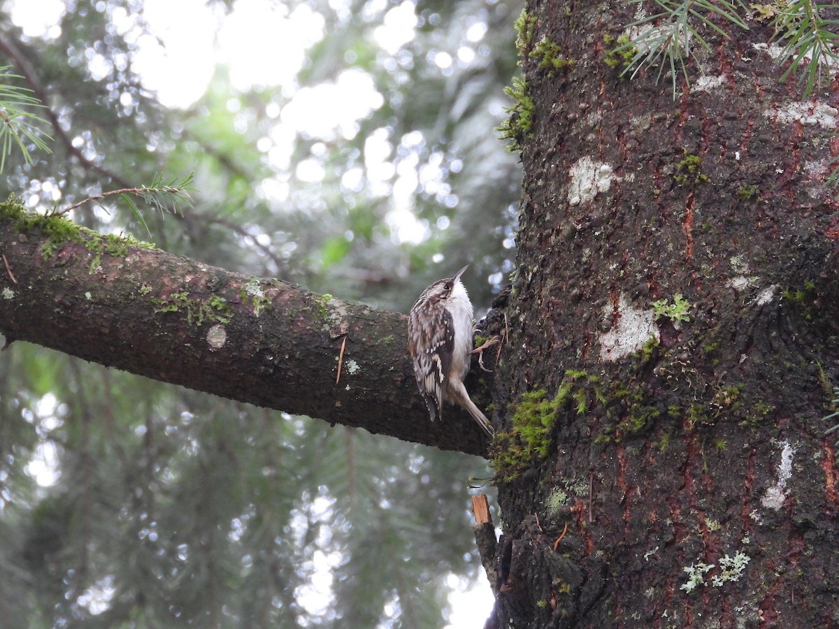Brown Creeper - ML647543755