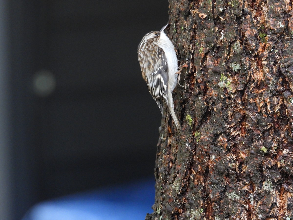 Brown Creeper - ML647543756