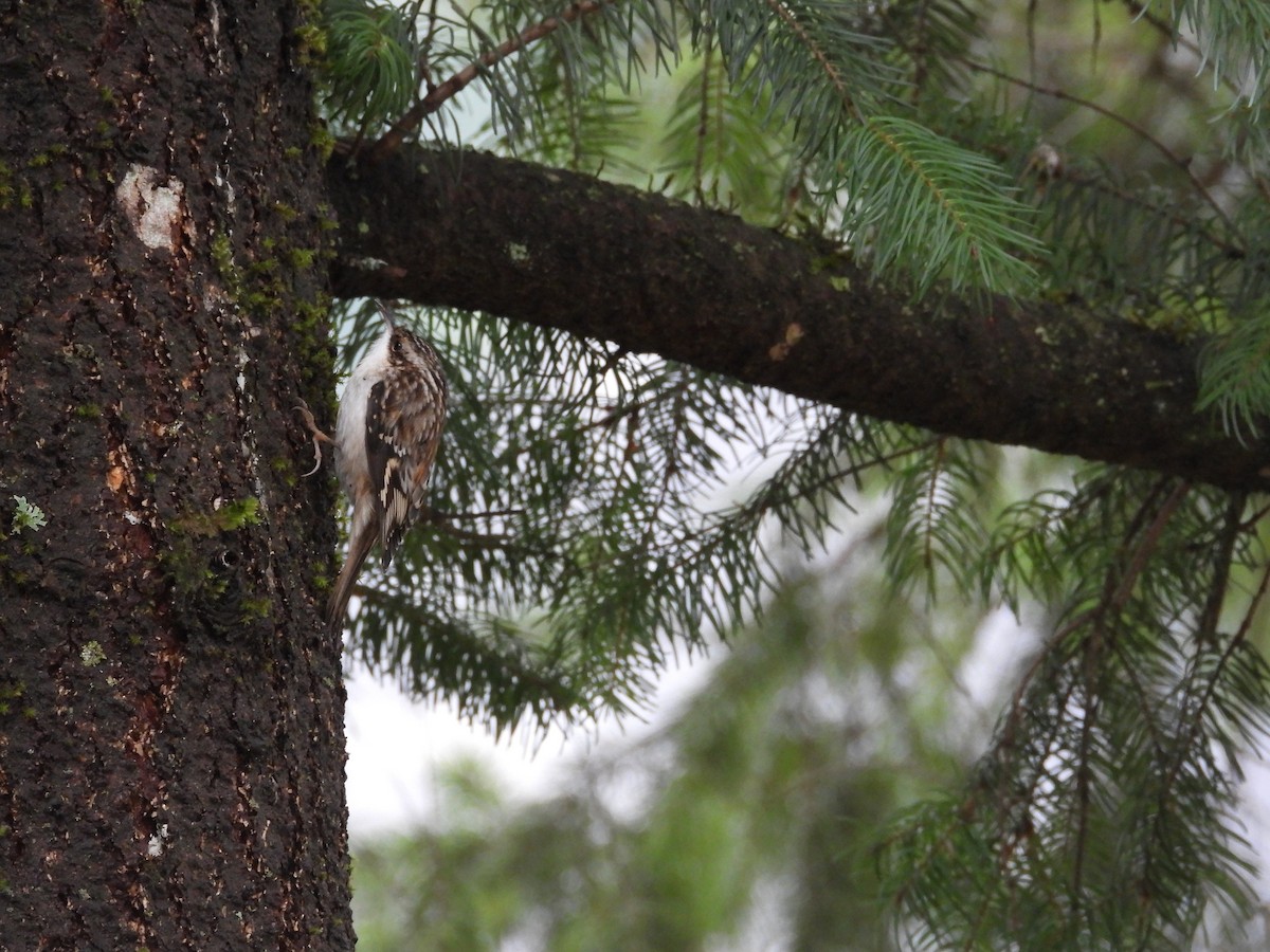 Brown Creeper - ML647543757