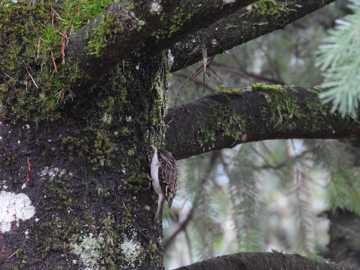 Brown Creeper - ML647543758