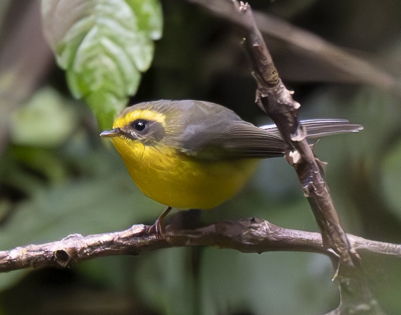 Yellow-bellied Fairy-Fantail - ML647543763