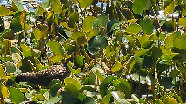 ミナミヒメクイナ - ML647543771