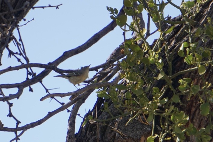 králíček americký - ML647543772