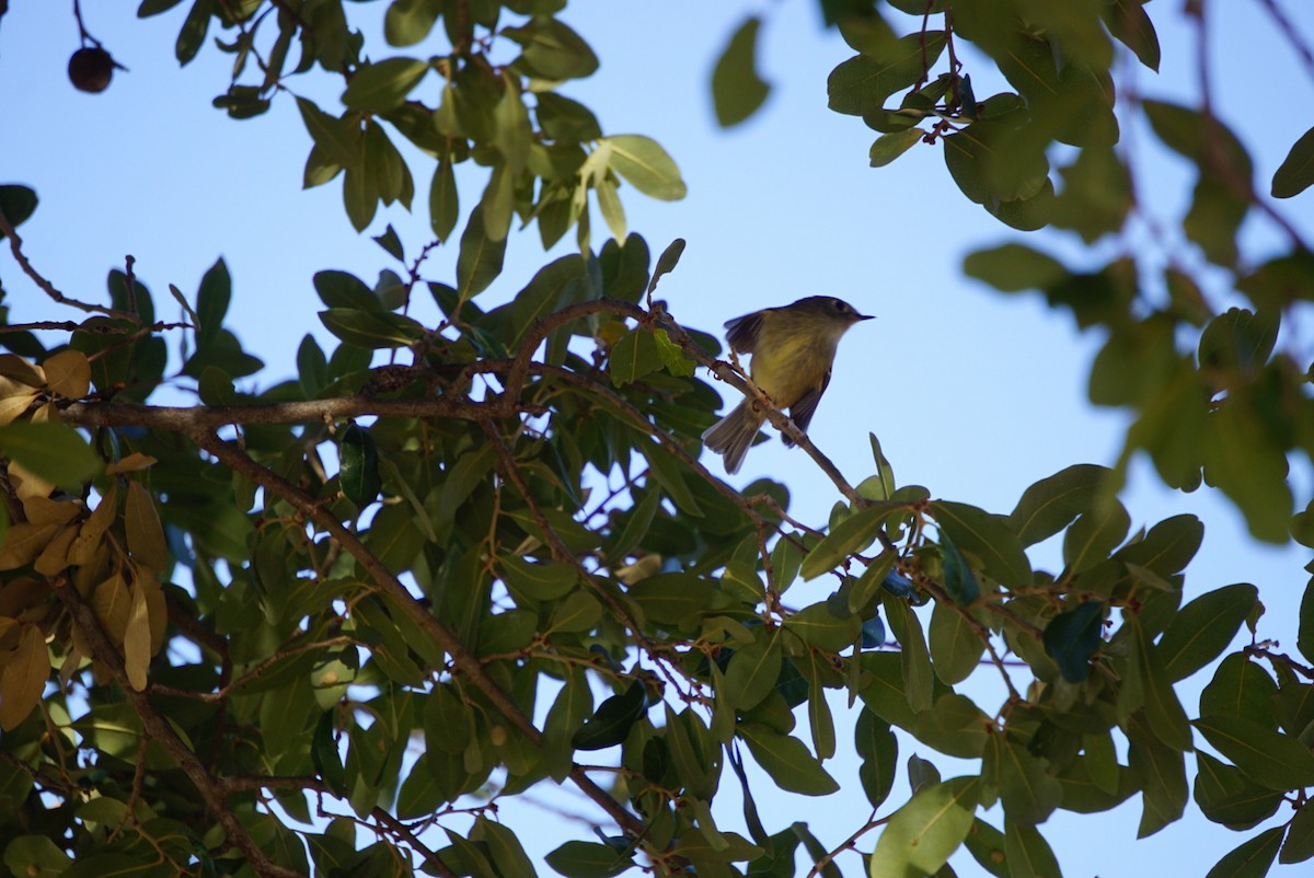 králíček americký - ML647543773