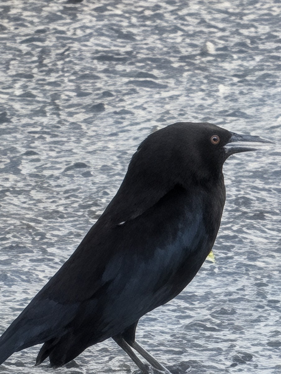 Bronzed Cowbird - ML647543792