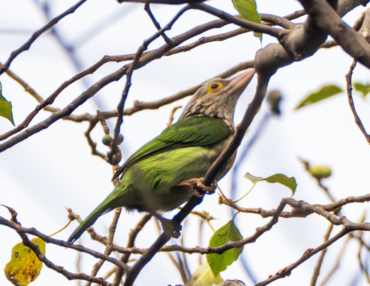 シロボシオオゴシキドリ - ML647543826