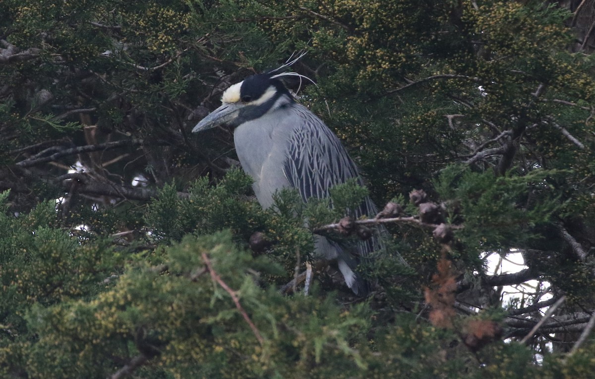 Yellow-crowned Night Heron - ML647543834