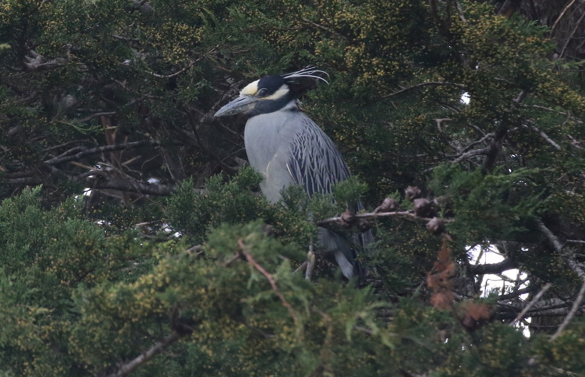 Yellow-crowned Night Heron - ML647543835