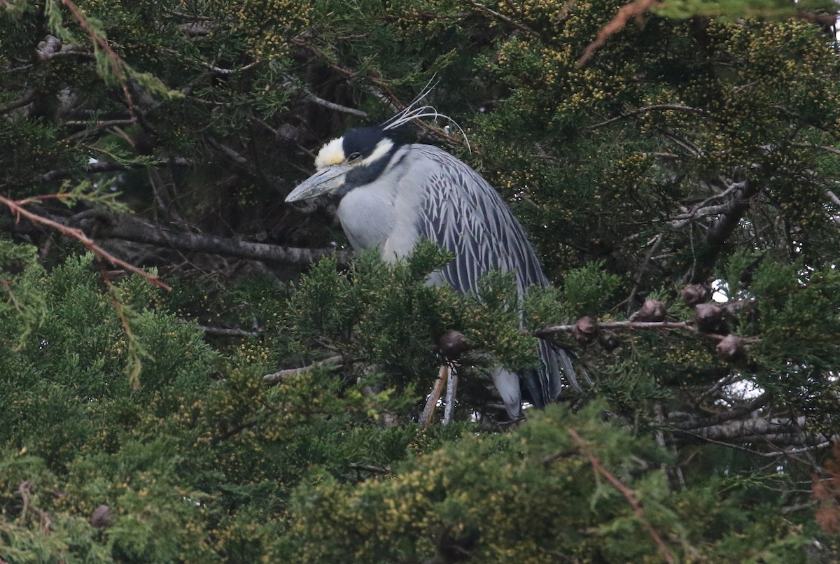 Yellow-crowned Night Heron - ML647543836