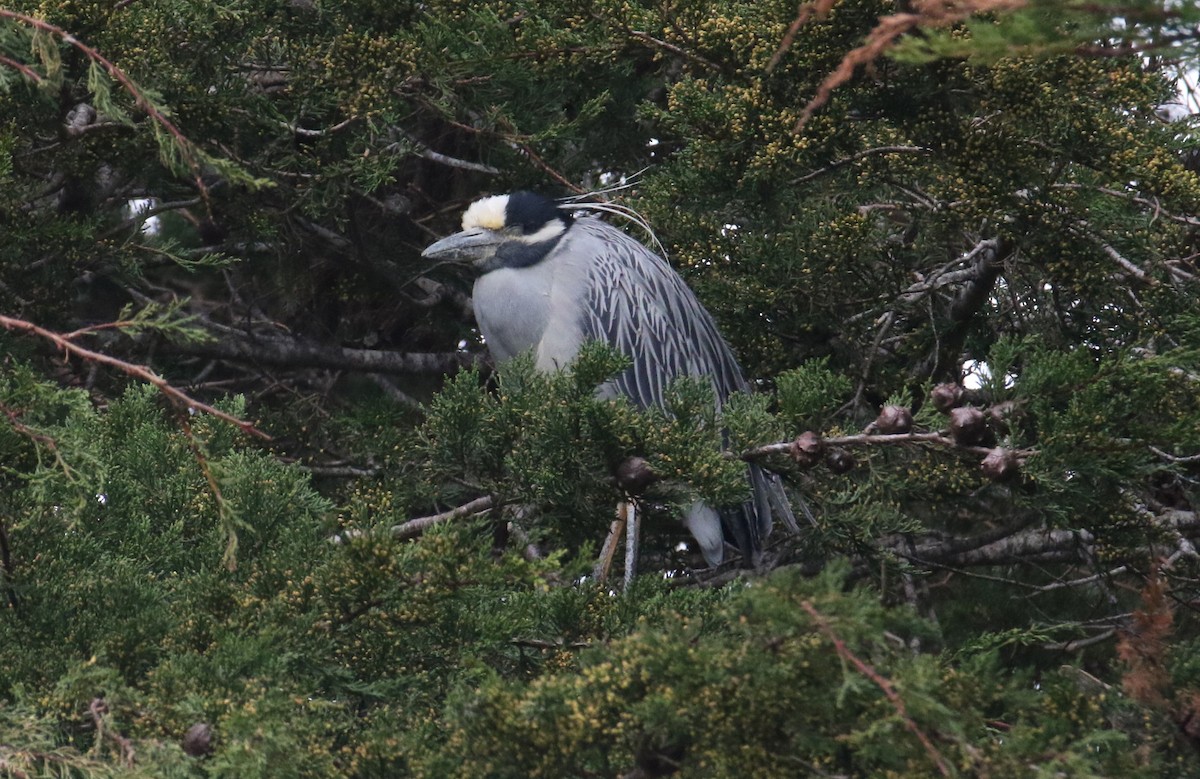 Yellow-crowned Night Heron - ML647543837