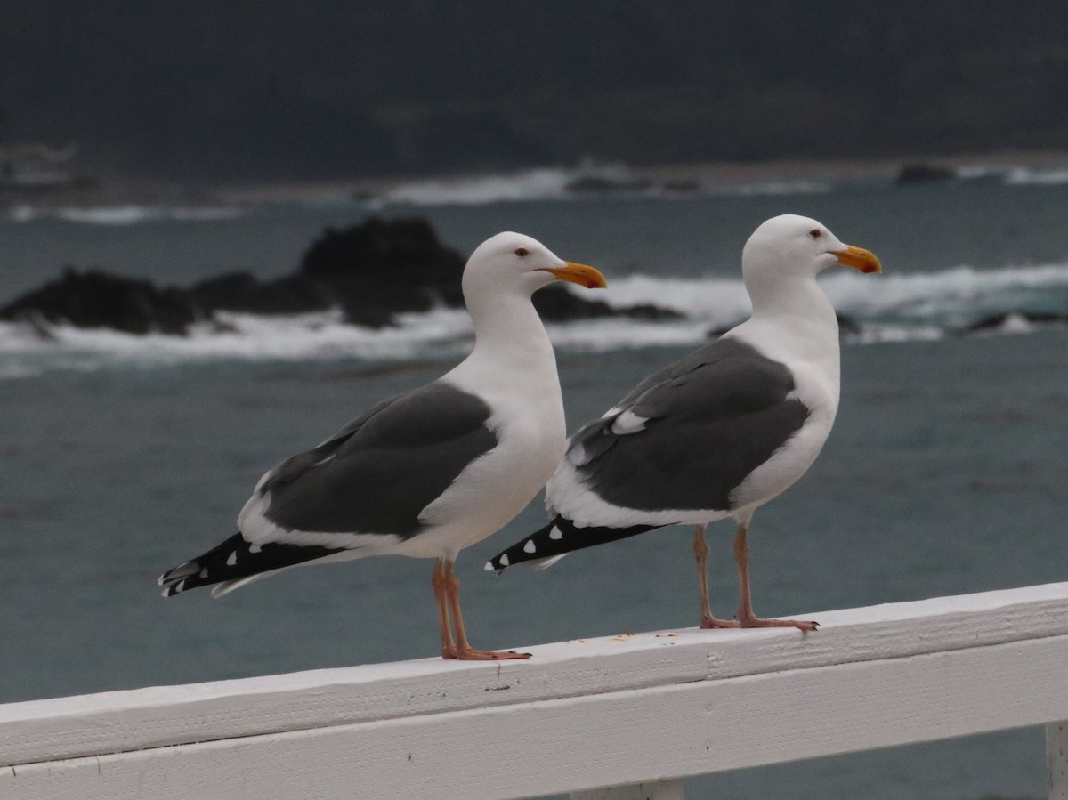 Gaviota Occidental - ML647543839