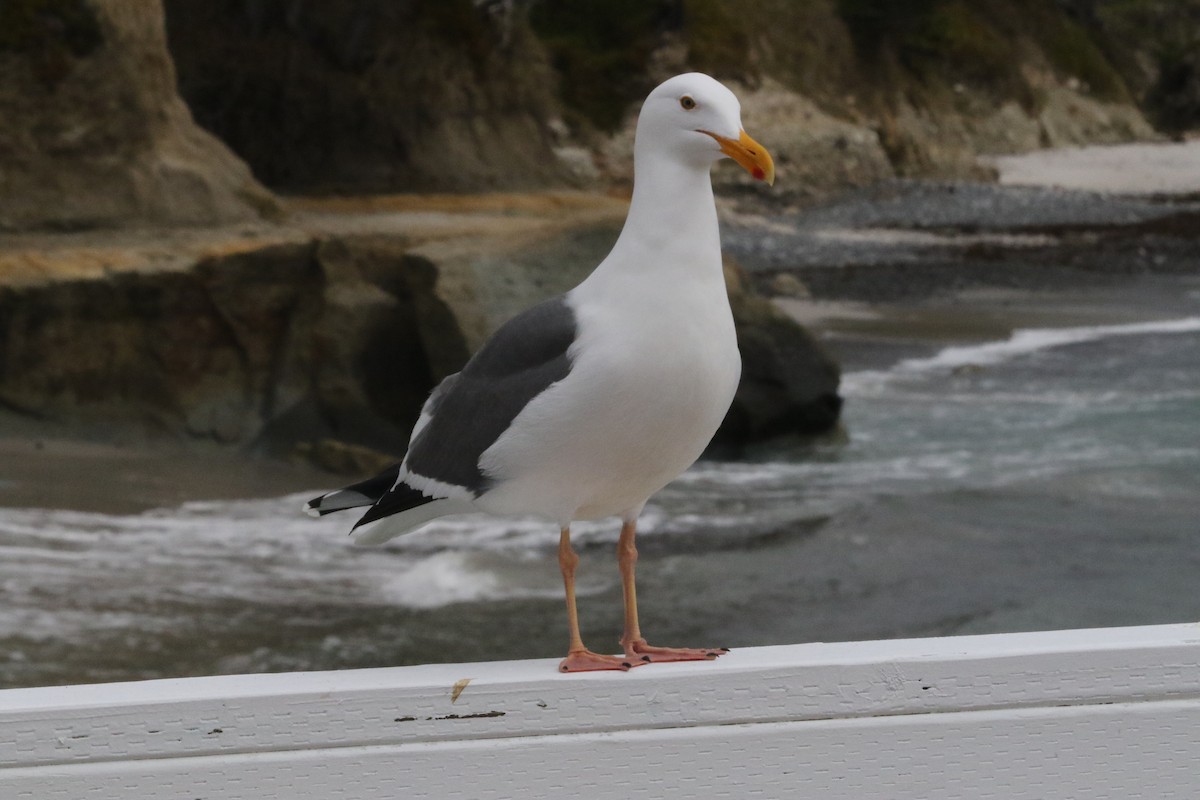 Gaviota Occidental - ML647543841