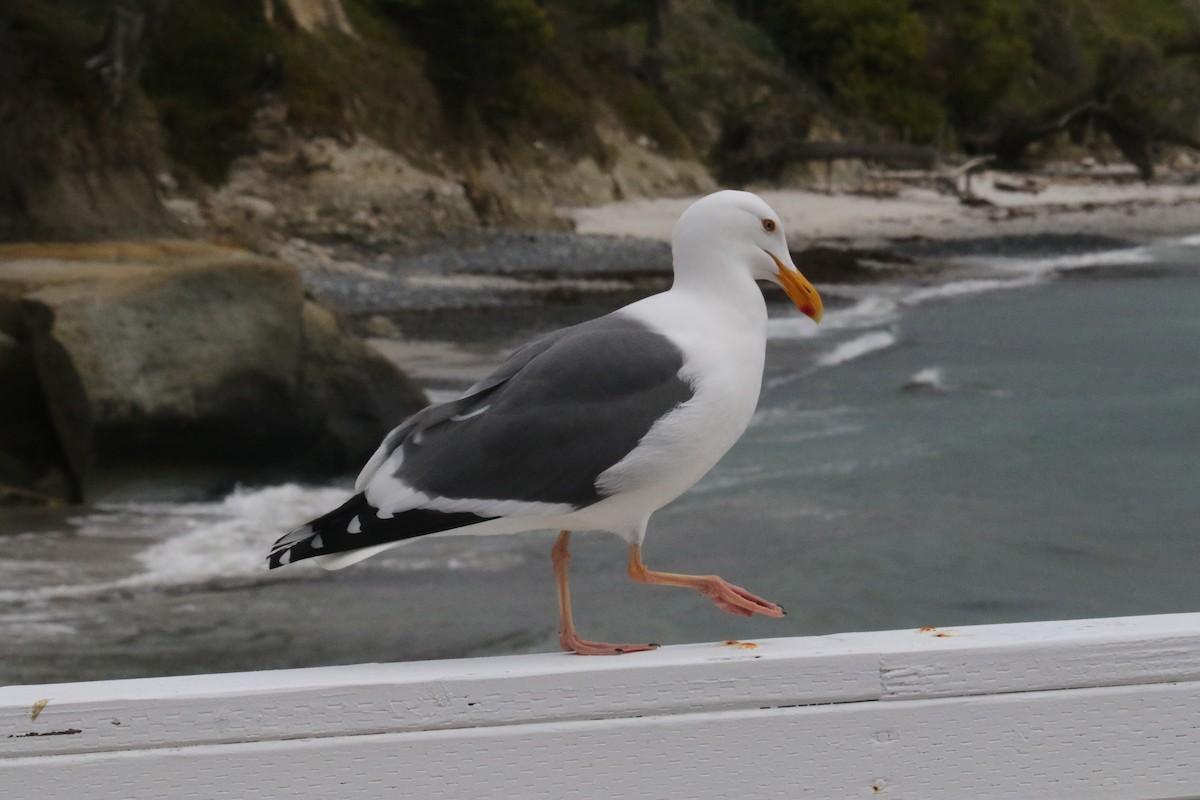Gaviota Occidental - ML647543842