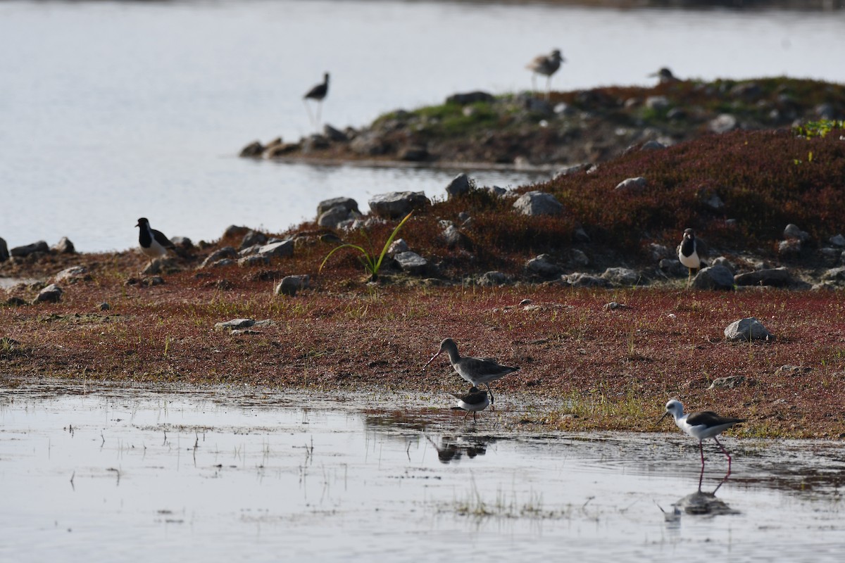 オグロシギ - ML647543846