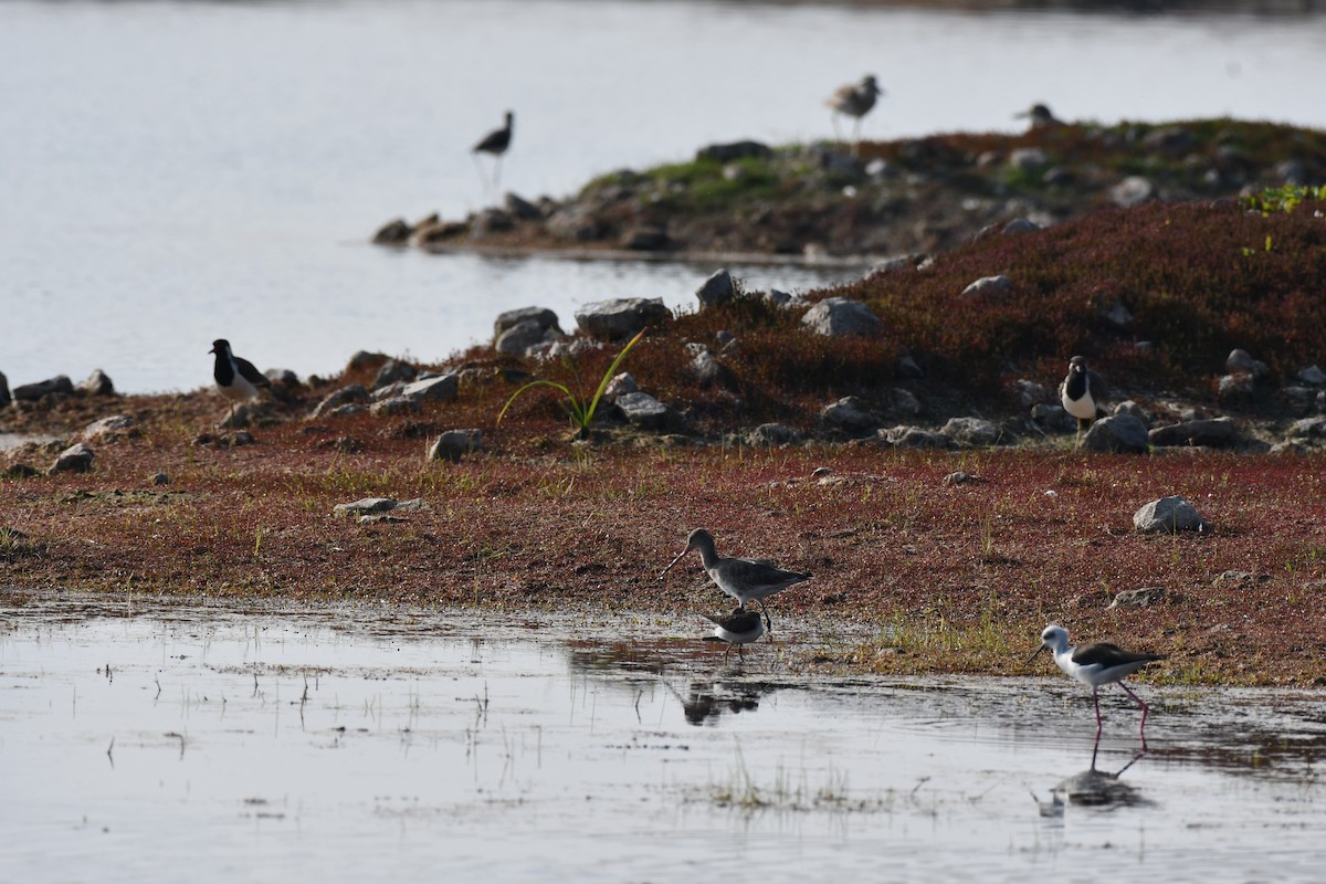 オグロシギ - ML647543847