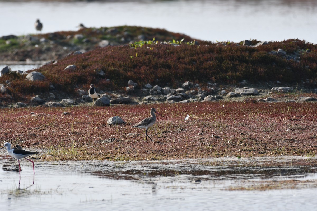 オグロシギ - ML647543848